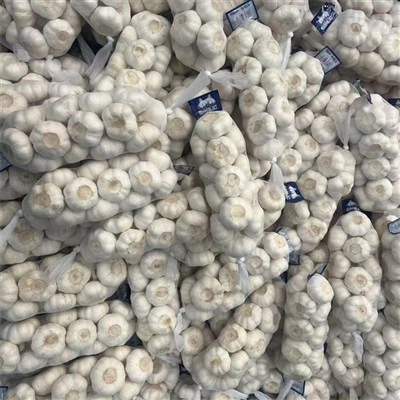 Dengan akar nasi bawang putih